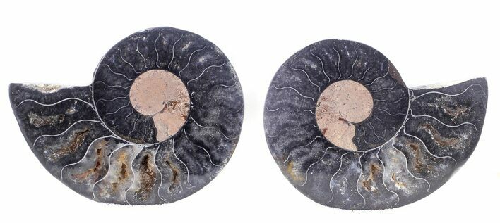 Cut/Polished Black Ammonite - Unusual Coloration #55580
